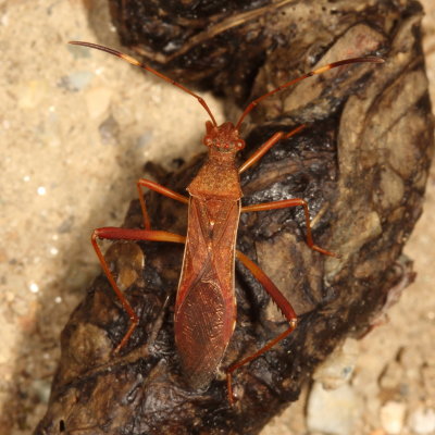 Megalotomus quinquespinosus * Lupine Bug