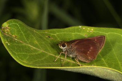 Dun Skipper