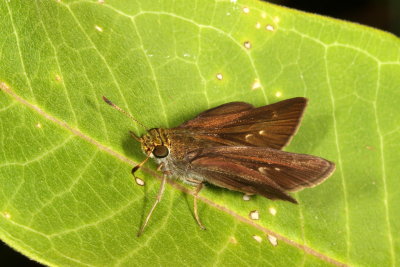 Dun Skipper ♀