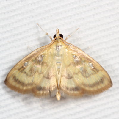 Hodges#4945 * Pale-winged Crocidophora * Crocidophora tuberculalis