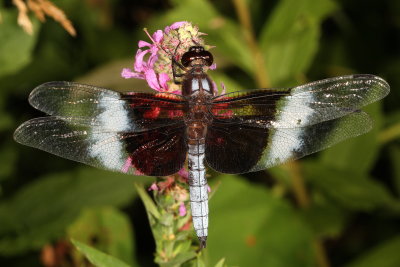 Widow Skimmer ♂