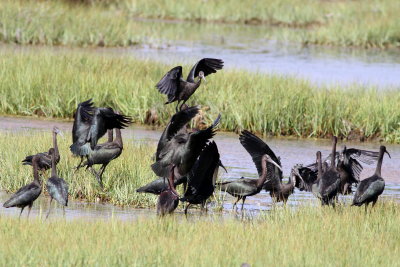 Glossy Ibis 