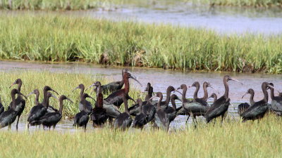 Glossy Ibis 