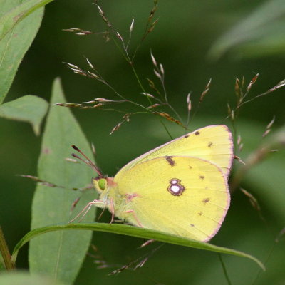 Clouded Sulphur
