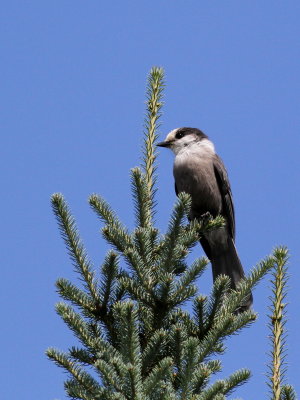 Gray Jay