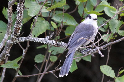 Gray Jay