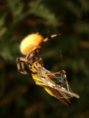 Shamrock Orbweaver