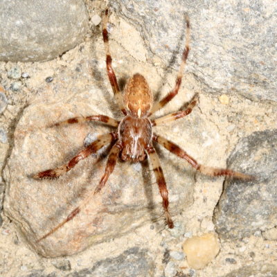 Araneus marmoreus ♂ * Marbled Orbweaver
