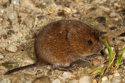 Woodland Vole