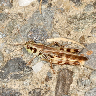 Camnula pellucida * Clear-winged Grasshopper
