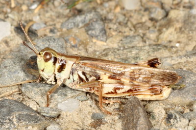 Camnula pellucida * Clear-winged Grasshopper
