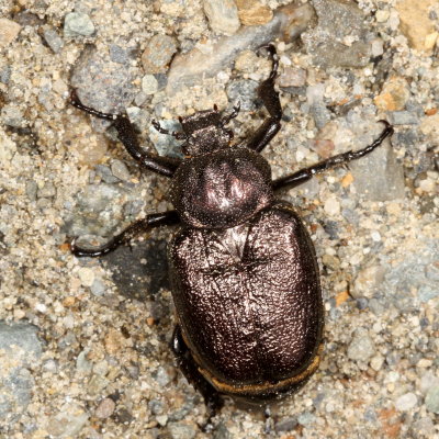 Osmoderma scabra