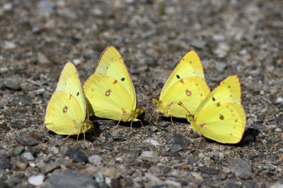 Clouded Sulphur