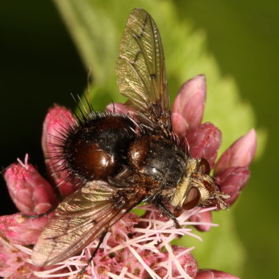 Pararchytas decisus