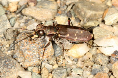 Twelve-Spotted Tiger Beetle