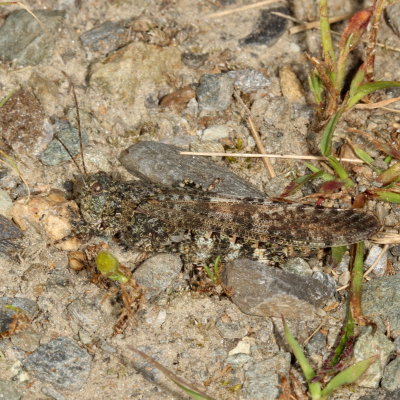 Trimerotropis verruculata verruculata