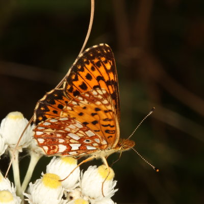 Silver-bordered Fritillary