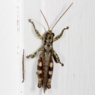 Pine Tree Spurthroat Grasshopper ♂