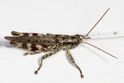 Pine Tree Spurthroat Grasshopper ♂