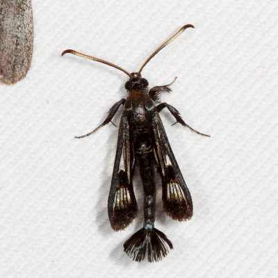 Hodges#2532 * Virginia Creeper Clearwing  ♂ * Albuna fraxini