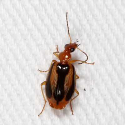 Lebia solea 