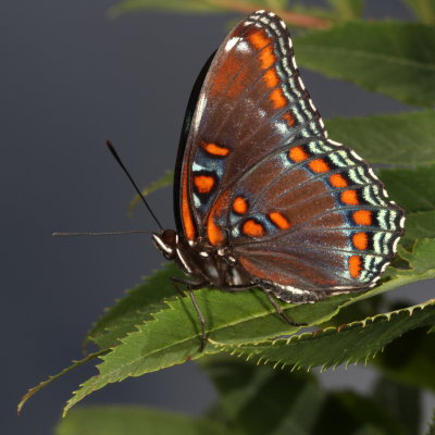 Red-spotted Admiral