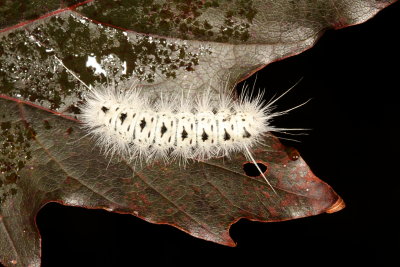  Hickory Tussock Moth