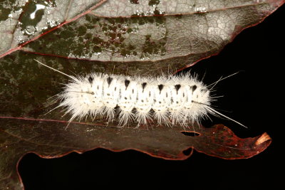  Hickory Tussock Moth
