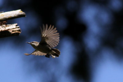 Pygmy Nuthatch