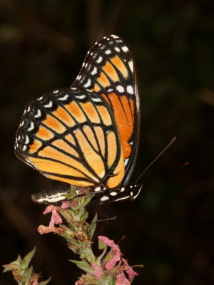 Viceroy