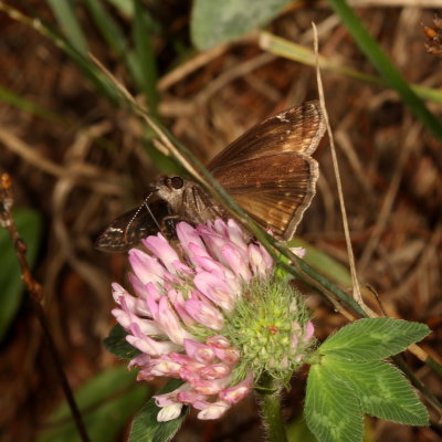 Wild Indigo Duskywing