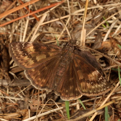Wild Indigo Duskywing