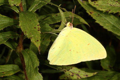 Cloudless Sulphur ♂