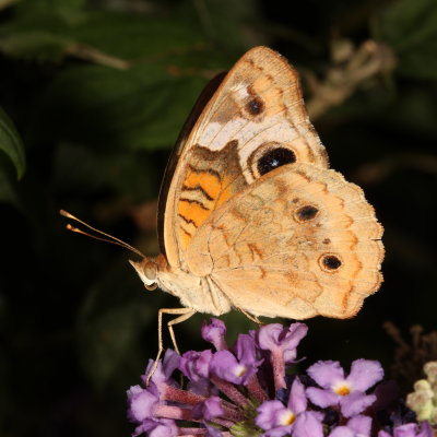 Common Buckeye