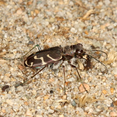Oblique-lined Tiger Beetle