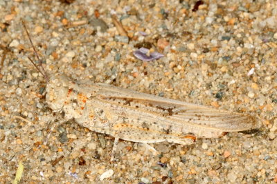 Trimerotropis maritima