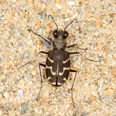 Oblique-lined Tiger Beetle