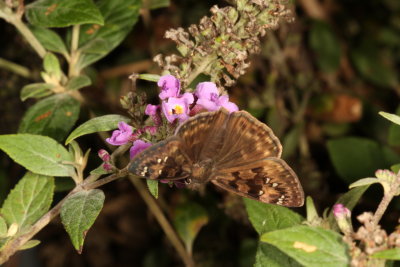 Horace's Duskywing ♀