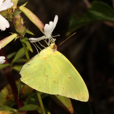 Cloudless Sulphur ♂