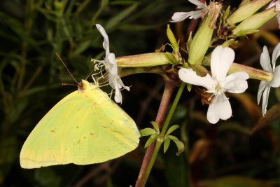 Cloudless Sulphur ♂