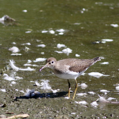 Solitary Sandpiper