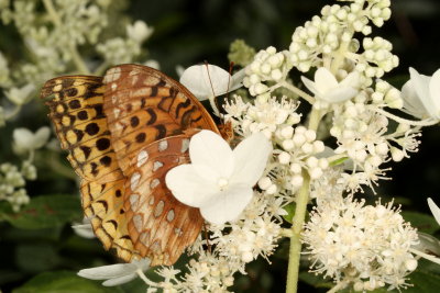 Great Spangled Fritillary