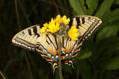 Canadian Tiger Swallowtai