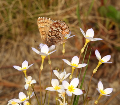 Eastern Pine Elfin
