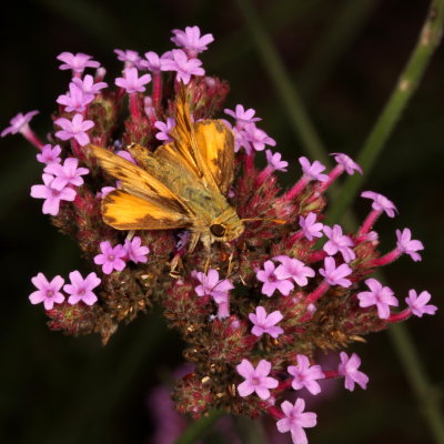 Fiery Skipper