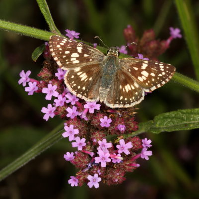 Common Checkered-Skipper