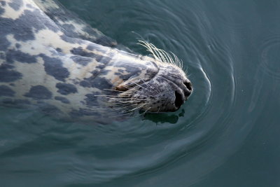 Grey Seal  (backstroke)