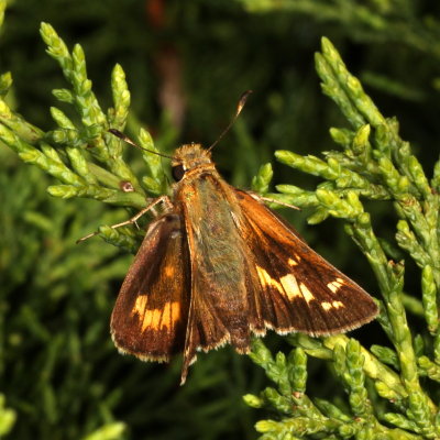 Leonard's Skipper ♀