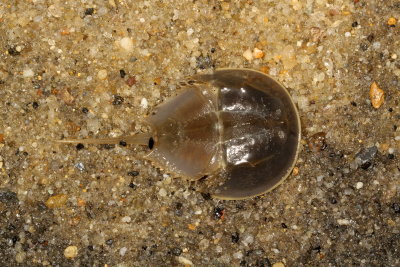 Atlantic Horseshoe Crab : Limulus polyphemus