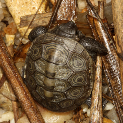 Diamondback Terrapin - hatchling